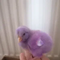 جوجه رنگی|حیوانات مزرعه|مشهد, عامل|دیوار