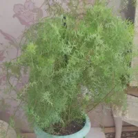 گل سبز بزرگ