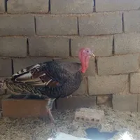 جوجه پا پر سرحال ،بوقلمون