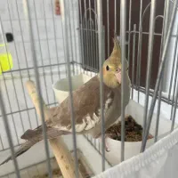 عروس هلندی ماده