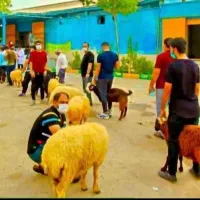 گوسفند دارای پلاک سلامت و ذبح رایگان