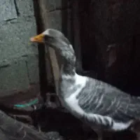 فروش غازوقوغاز|حیوانات مزرعه|خرمآباد (تنکابن), |دیوار