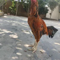 خروس لاری اصل