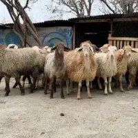 گله گوسفند زنده کمر پر نرینه مختص تک فروشی