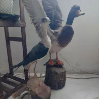 پرنده دکوری