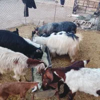 5 عدد بز و بیگ|حیوانات مزرعه|گتوند, |دیوار