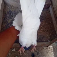 کفتر   سرسیاه