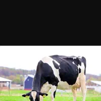 کارگرگاوداری