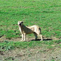 طوله سرابی|سگ|گرمی, |دیوار