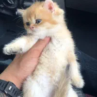 گربه بریتیش حضوری اهواز|گربه|اهواز, کیانپارس |دیوار