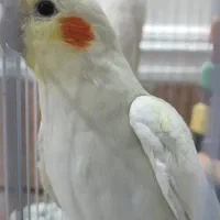 جوجه عروس هلندی|پرنده|باوی, |دیوار