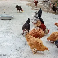 تعدادی مرغ و خروس