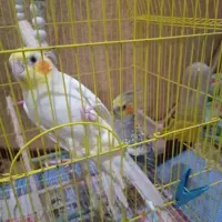 عروس هلندی سخنگو و تخم گذار