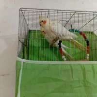 سه جفت پرنده خانگی دوجفت طوطی عروس یک جفت مرغ عشق