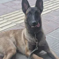 توله مالینوا ماده اصیل 4 و 5 ماهه