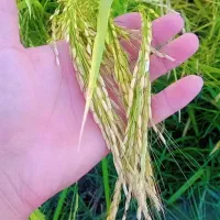 برنج هاشمی دررود