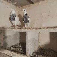 الماسی آنتیک