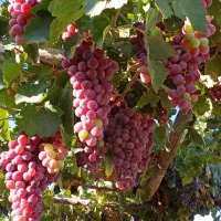 باغ سند رسمی با حق اب