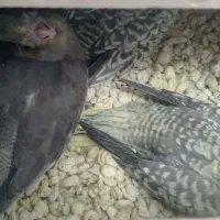 عروس هلندی|پرنده|سبزوار, شهرک جهاد|دیوار