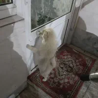 سگ پامرین پشمالو فروش فوری|سگ|زنجان, |دیوار