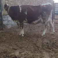 تخت شکم اول|حیوانات مزرعه|سبزوار, رباط|دیوار