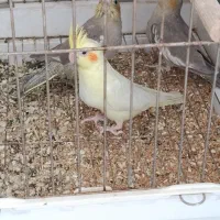 جوجه عروس هلندی دستی|پرنده|حمیدیا, |دیوار