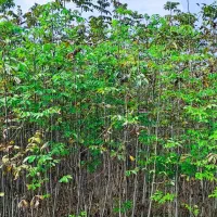 نهال گردو کاغذی