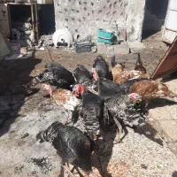 چهارعددبوقلمون وسه عددمرغ تخم گذارنژادخوب