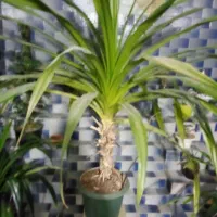 گل پاندانوس بزرگ و شاداب