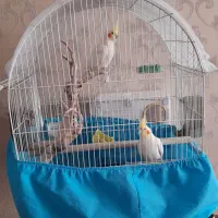 جفت عروس هلندی