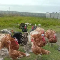 بوقلمون نر وماده بور بور و انگلیسی|حیوانات مزرعه|دابودشت, |دیوار