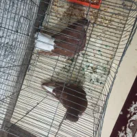 کبوتر سرخ دم سفید|پرنده|شوشتر, |دیوار