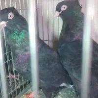 کبوتر|پرنده|جیرفت, |دیوار