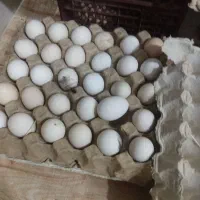 تخم مرغ محلی نطفه دار