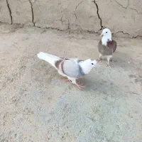 کبوتر جوجه شازده