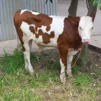 فروش انواع گاو گوساله|حیوانات مزرعه|سمنان, |دیوار