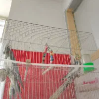 دو جفت عروس هلندی جوونه