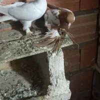 تعدادی،کبوتر گرفته شده|پرنده|مرند, |دیوار