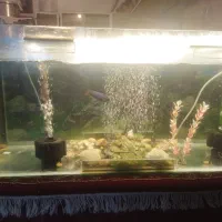 اکواریوم ماهی لوازم