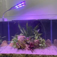 اکواریوم پلنت زیبا|ماهی|تهران, دستغیب|دیوار