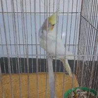 عروس هلندی