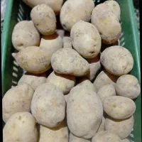 سیب زمینی تازه