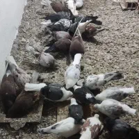 کبوتر سرخ و گرگی|پرنده|فاضل آباد, |دیوار