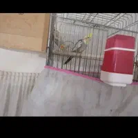 عروس هلندی با قفس کاسکو و جوجه|پرنده|کاشان, درب اصفهان|دیوار