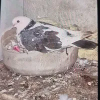 کفتر گم شده