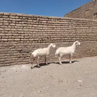 میش گوش بور سفید هم تخمی هم گوشتی چاق