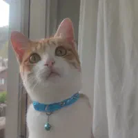 واگذاری گربه dsh