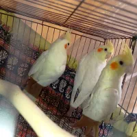 عروس هلندی لوتینو|پرنده|پاکدشت, شهرک امام رضا|دیوار