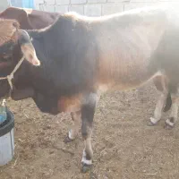 فروش گوساله دورگه پاکستانی|حیوانات مزرعه|خنج, |دیوار