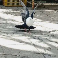 نر مخمل سیاه پا لخت رنگ واکسی